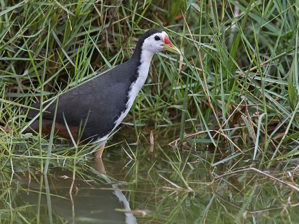 <h3><a href="/trips/srilanka/biota/animalia/chordata/aves/023 gruiformes/003 rallidae/amaurornis phoenicurus/amaurornis phoenicurus-nl.html">Amaurornis&nbsp;phoenicurus</a> / White‑breasted&nbsp;waterhen / Witborstwaterhoen</h3>NIKON D500 met AF-S Nikkor 300mm f/2.8G IF-ED VR II, 1/800 sec  bij F4.8, ISO 500, afstand 14.9&nbsp;m